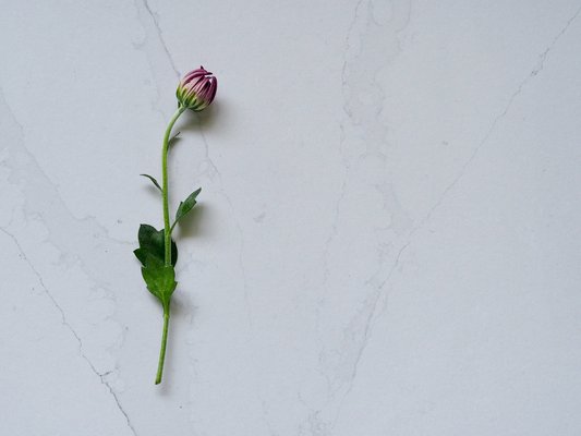 odina rose flat lay 1.PNG